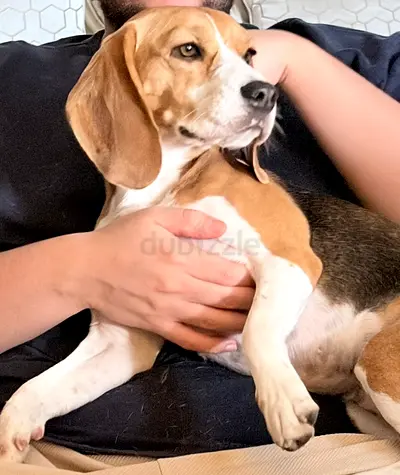 BEAGLE dog for adoption