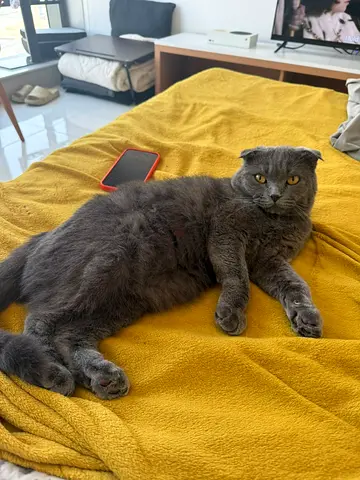 Free adoption Scottish fold
