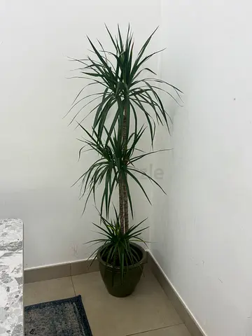 Tall indoor Dracaena tree in planter — good condition