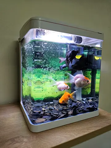 Fish Tank with Fish