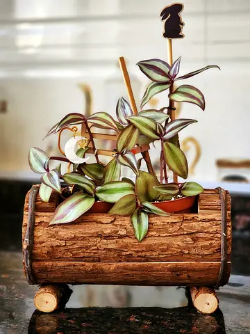Indoor plant Tradescantia Zebrina (Fantasy Venice) in rustic wooden log decorative planter