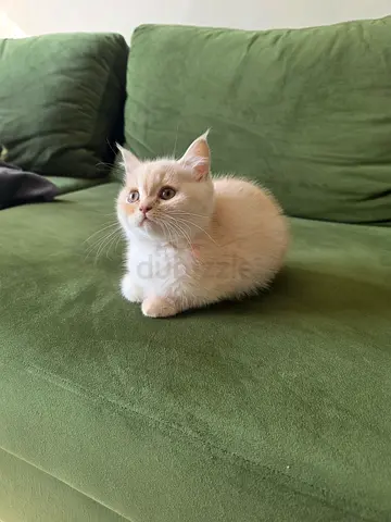 British short hair 70 days cream colorpoint male kitten available for adoption