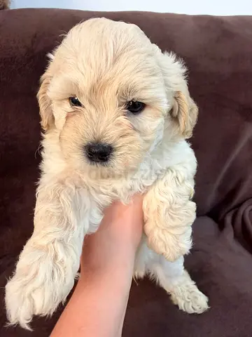 Adorable small cream puppy available — healthy and playful is looking for new home