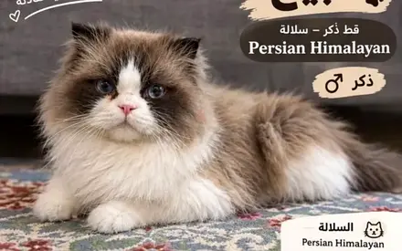 Pure Ragdoll Mate Cat Stunning