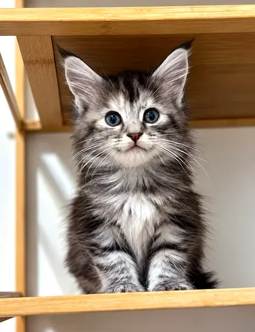 Friendly 2 month old Maine $%&! kitten