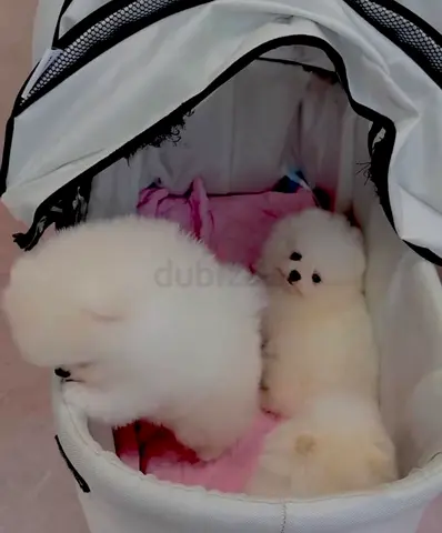 Cute Pomeranian puppies available ❤️