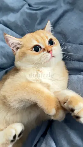 golden british shorthair