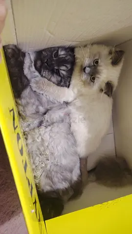 🐾 4 Adult Male Cats for free