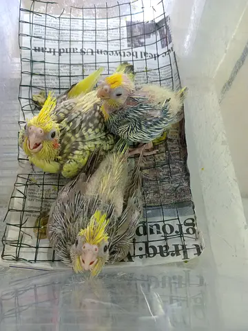 Cocktail chicks looking for Rehome
