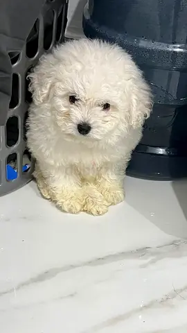 small white puppy healthy, playful is looking for new home