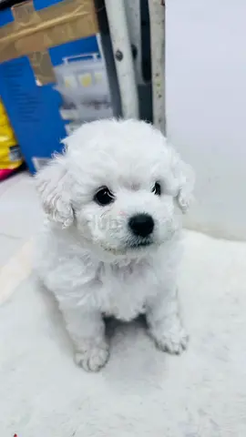8-week-old maltipoo White Puppy