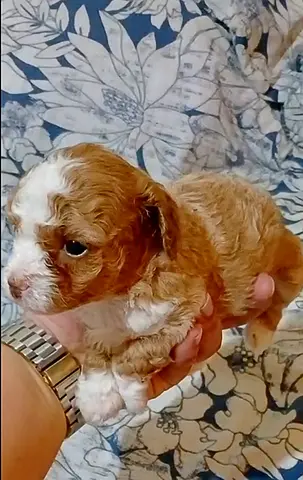 3-week-old female puppy available — healthy and playful