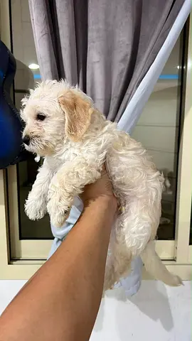 Young small white toy poodle & black toy poodle puppy  friendly, ready for a loving home