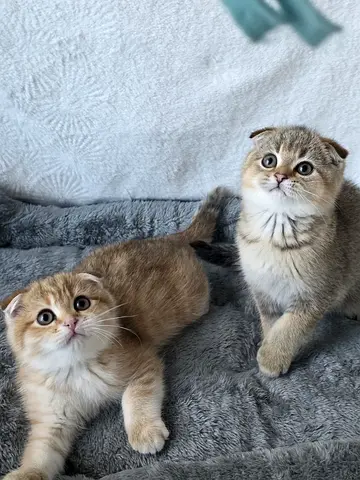 Scottish fold