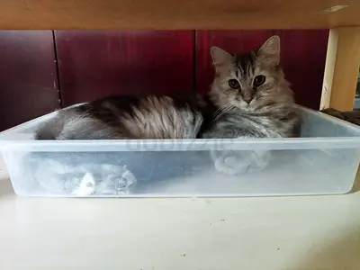 Pets for adoption