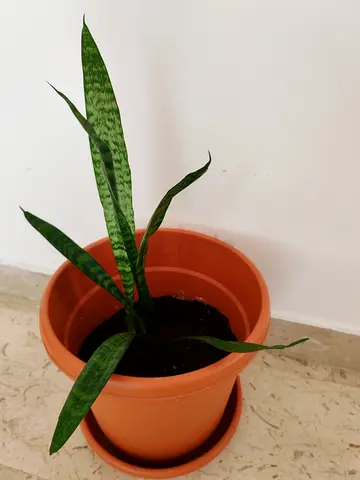 Indoor plants