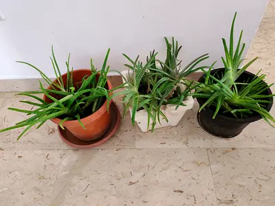 Indoor plants