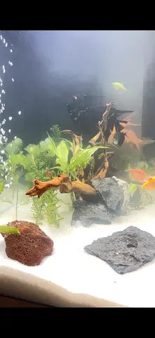 Aquarium Cleaning Service Dubai - Home & Office