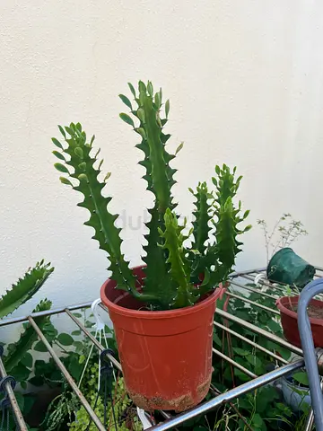 Euphorbia trigona / cactus-like succulent in 20cm pot