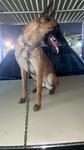 Female Belgian Malinois — Healthy, Trained, Ready for Adoption