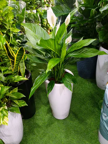 Premium Peace Lily Airpurifying Plant – Elegant Indoor Decoration