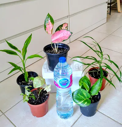 Collection of small indoor potted plants — assorted varieties, ready to rehome