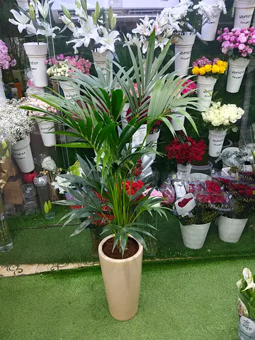 Tall Indoor kentia Palm in Ceramic Planter