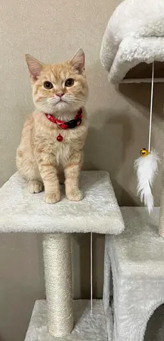 Lovely Cream Britishshorthaired male cat 4 month old | قطو صغير بريتش شورت هير ذكر لون بني فاتح