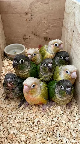 Pine apple and green conures chicks for rehome