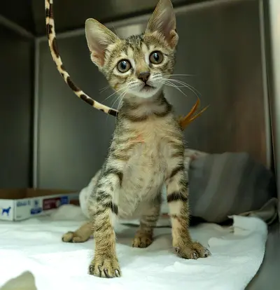 2 month old KITTEN for adoption