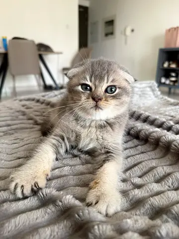 Kittens for Adoption!