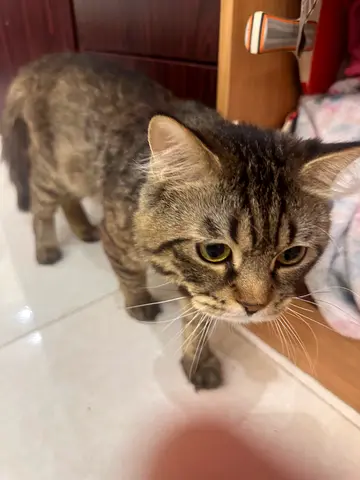 Friendly tabby cat available for adoption — healthy indoor pet