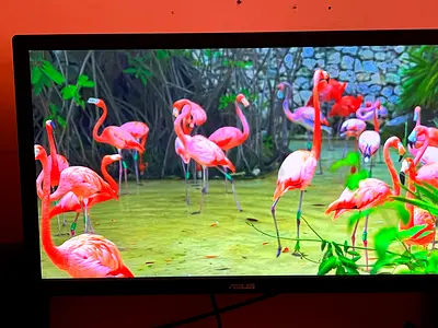 ASUS 30-inch Full HD Monitor in Good Working Condition