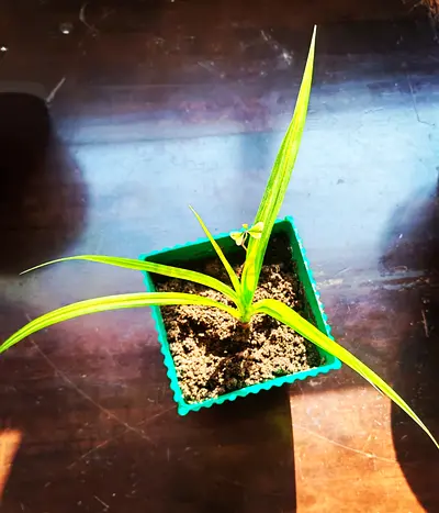 Indoor plants
