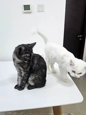 2 Persian mixed breed cats