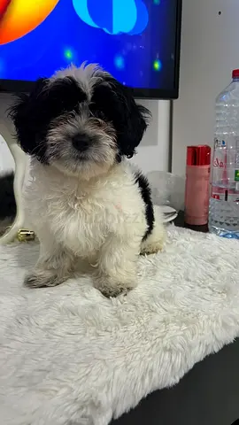 Black and white puppy healthy, playful (ready for new home)
