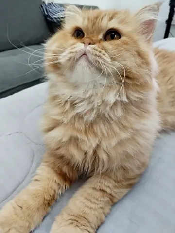 Pets for adoption