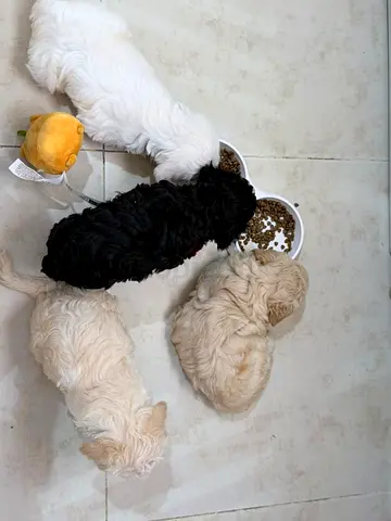 Litter of Small Mixed-Breed Puppies — Ready for New Homes