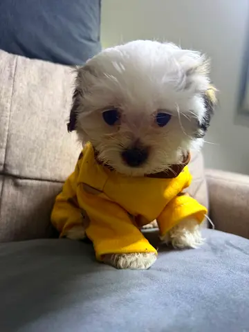 Small fluffy puppy looking for a loving home