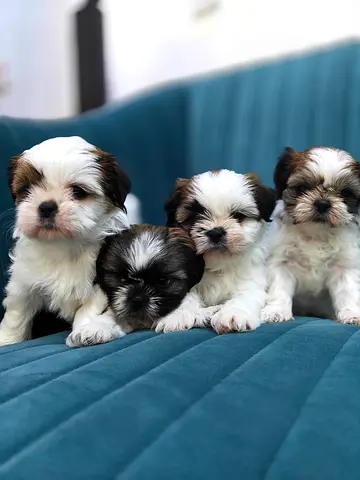 Shitzu Puppies for new home