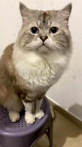 Friendly adult cat available for adoption — calm indoor companion