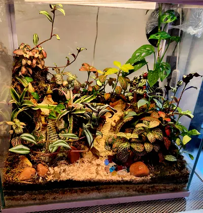 Large aquarium style terrarium