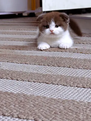 Beautiful high breed chocolate young male kitten