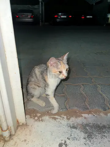 Cat with broken hand