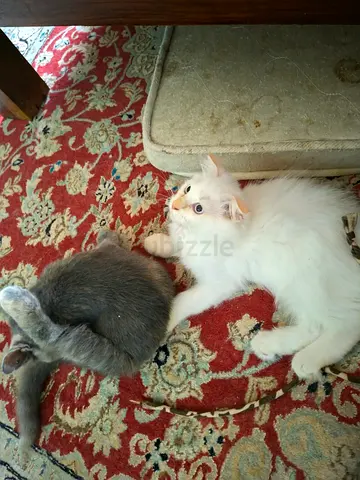 Kittens for rehoming