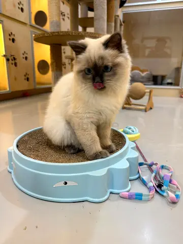 Himalayan Persian  — friendly, vaccinated, ready for new home