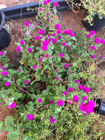 Potted purple globe amaranth (Gomphrena) plants - healthy and flowering