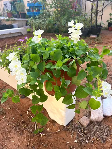 Potted white bougainvillea plant - healthy outdoor flowering shrub Chinese violet