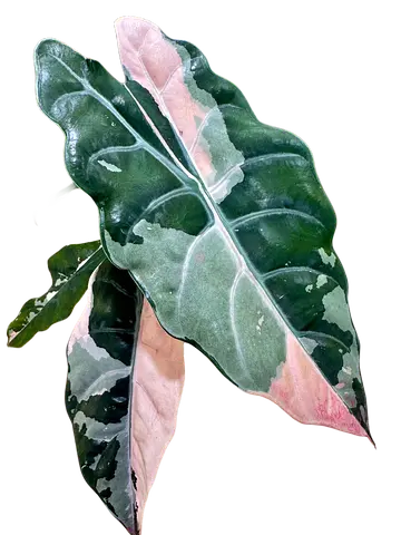 Alocasia Chanteri Aed750/-. Pickup in Sharjah. Delivery can be arranged #VariegatedAlocasia #Pink