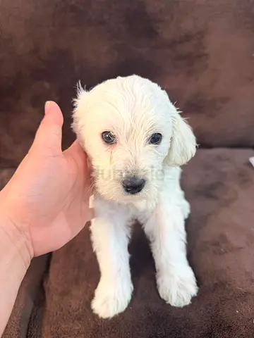 old small white puppy  looking for loving home